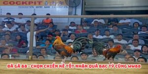 Đá gà 88 chọn chiến kê tốt nhận quà bạc tỷ
