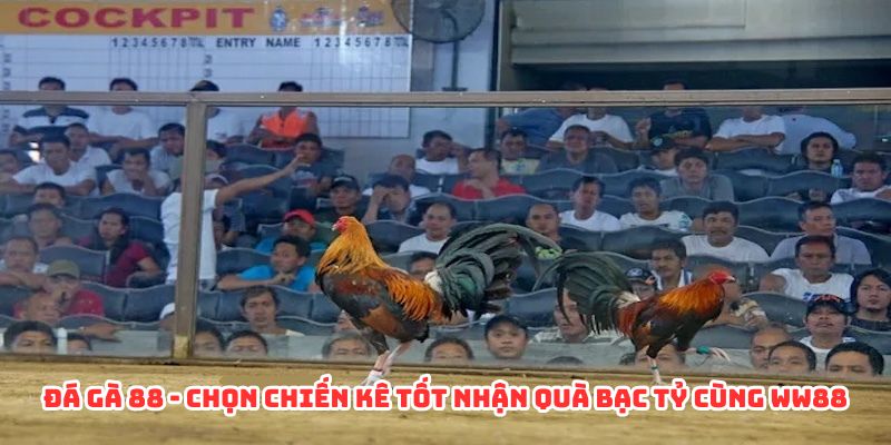 Đá gà 88 chọn chiến kê tốt nhận quà bạc tỷ