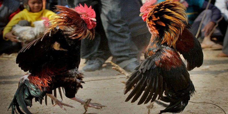 Nắm vững các quy tắc cơ bản của sảnh chọi chiến kê Ws168
