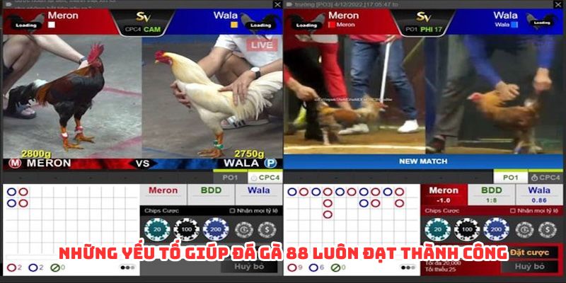 Những yếu tố giúp đá gà 88 luôn đạt thành công