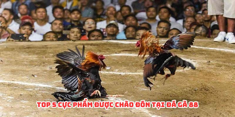 Top 3 cực phẩm được chào đón tại đá gà 88