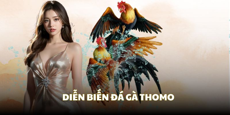Quy trình diễn ra của trận trực tiếp đá gà Thomo